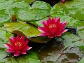 Meghalaya Red Water Lily